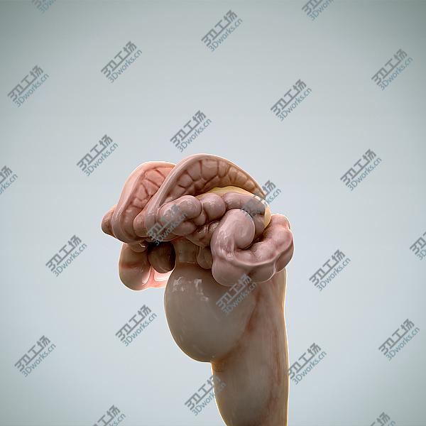 images/goods_img/202104092/Human Brain 2.0 - Anatomy/4.jpg